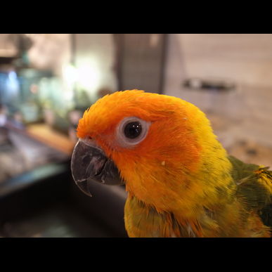 GREENSTYLEはコガネメキシコインコもレンタルできます♪