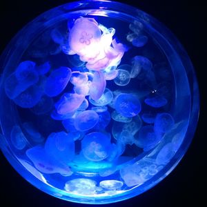 アクアリウム始めてみませんか？
