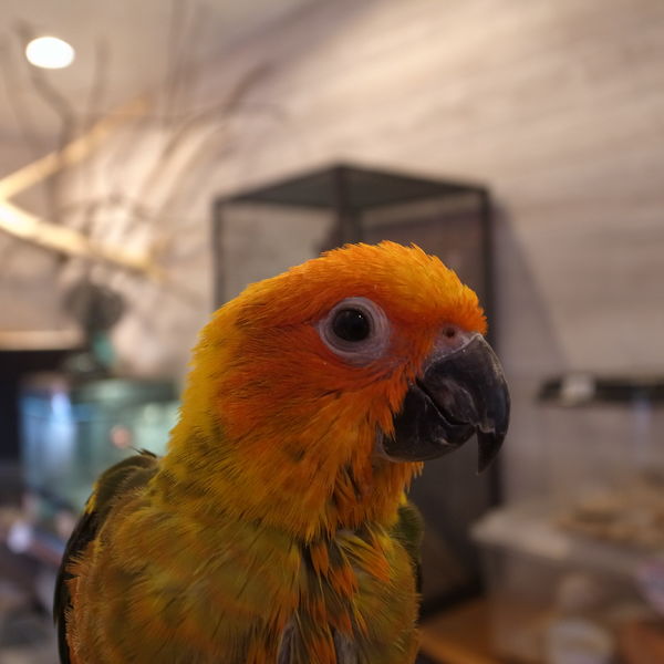 コガネメキシコインコCMでます♪