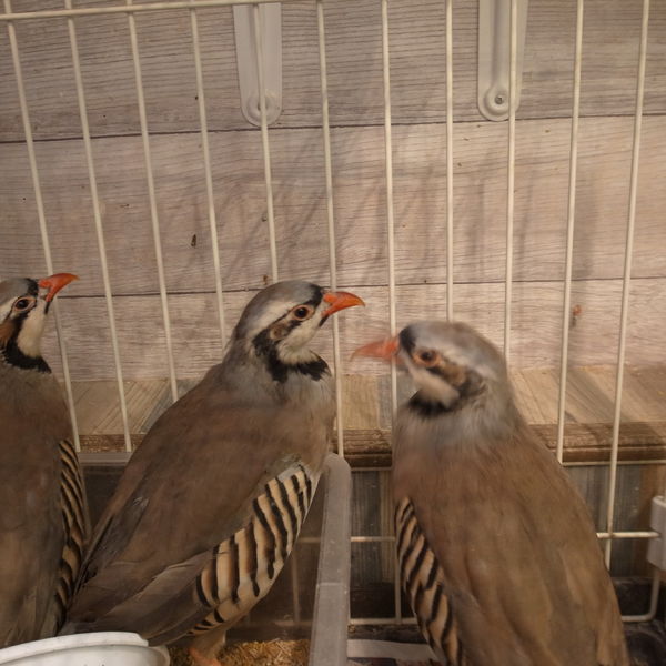 GREENSTYLEのイワシャコ♪