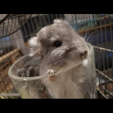 チンチラにふれあえます♪