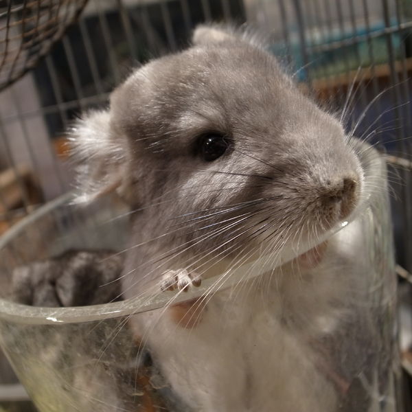 チンチラにふれあえます♪