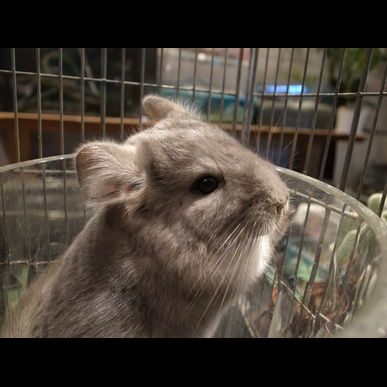 チンチラをお家で一緒に過ごせます♪