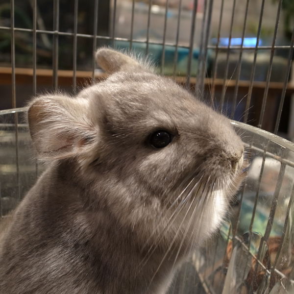 チンチラをお家で一緒に過ごせます♪